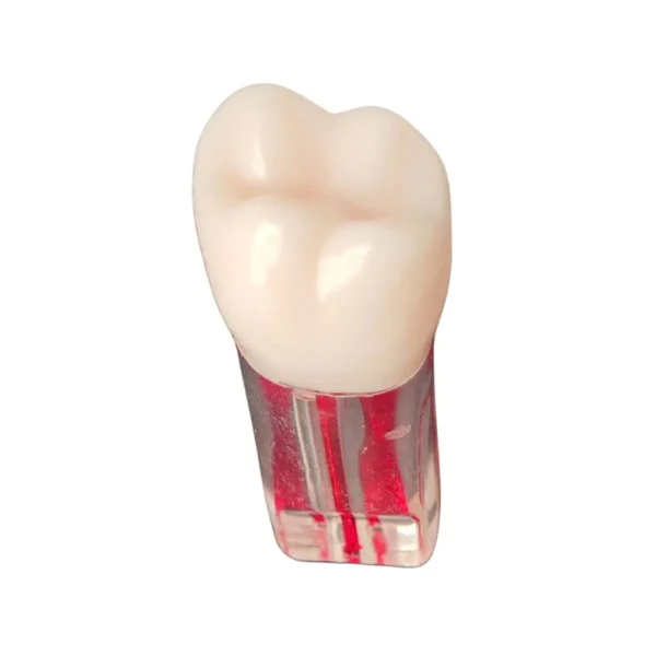Evodent Root Canal Treatment Practice Model