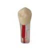 Evodent Root Canal Treatment Practice Model