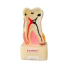 Evodent Periodontal Disease Model With Tooth Cross Section