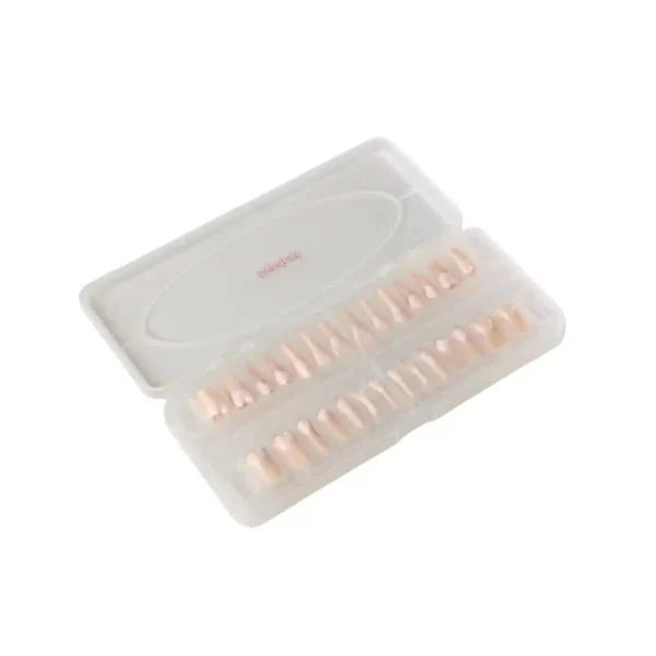 Evodent 200 CORE Root Canal Teeth