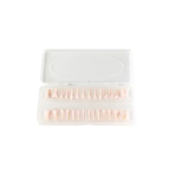 Evodent Model with Root Canal