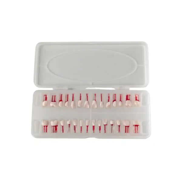Evodent 200 CORE Transparent Root Canal Teeth