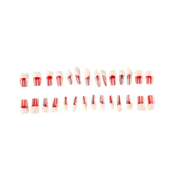 Evodent 200 CORE Transparent Root Canal Teeth