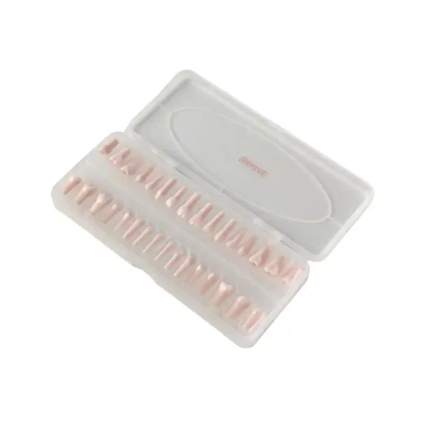 Evodent Normal Teeth for Practice, Evodent 200 PRO Series Teeth