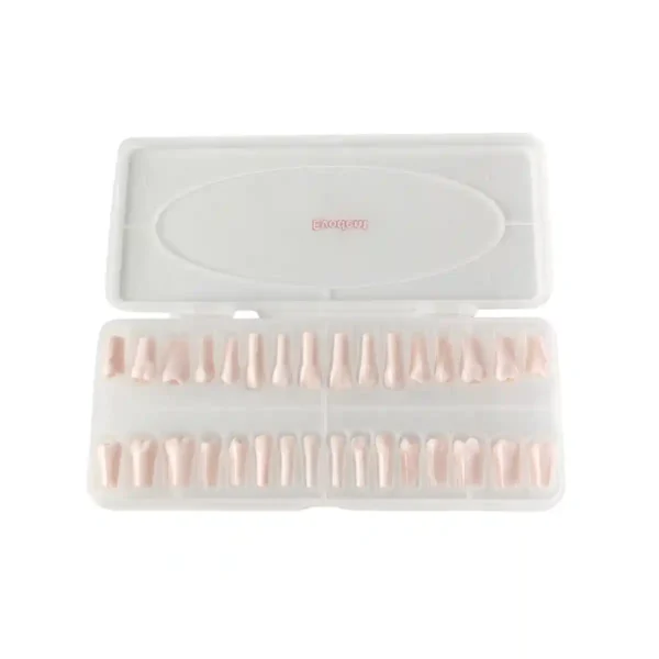 Evodent Normal Teeth for Practice, Evodent 200 PRO Series Teeth