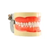 Evodent 200 Pro Sg Dental Typodont Model – 32 Teeth, Soft Gingiva, Nissin 200 Compatible Training Typodont
