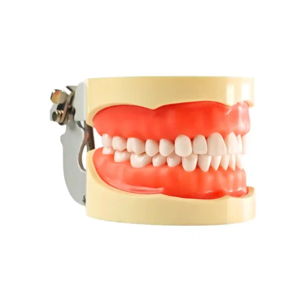 Evodent 200 PRO SG Dental Typodont Model – 32 Teeth, Soft Gingiva, Nissin 200 Compatible Training Typodont