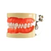 Evodent 200 Pro Sg Dental Typodont Model – 32 Teeth, Soft Gingiva, Nissin 200 Compatible Training Typodont