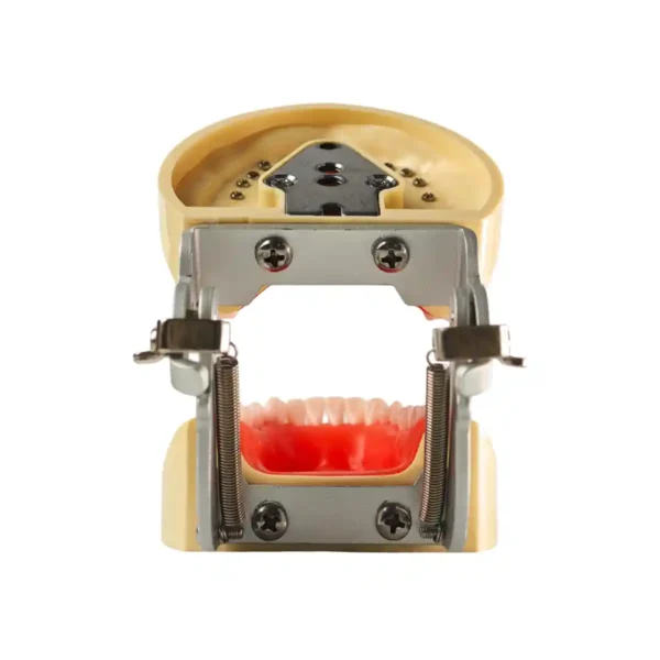 Evodent 200 PRO SG Dental Typodont Model – 32 Teeth, Soft Gingiva, Nissin 200 Compatible Training Typodont