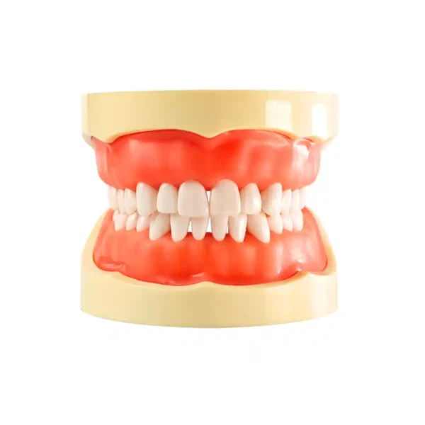 Evodent 200 PRO SG Dental Typodont Model – 32 Teeth, Soft Gingiva, Nissin 200 Compatible Training Typodont
