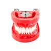 Evodent 200 Pro Hg Dental Typodont Model 32 Teeth
