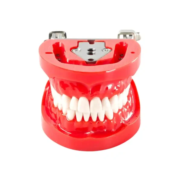 Evodent 200 PRO HG Dental Typodont Model 32 Teeth