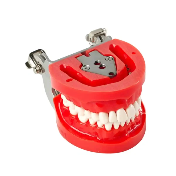 Evodent 200 PRO HG Dental Typodont Model 32 Teeth