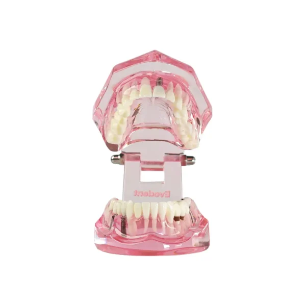 Evodent All in One Model, Pink