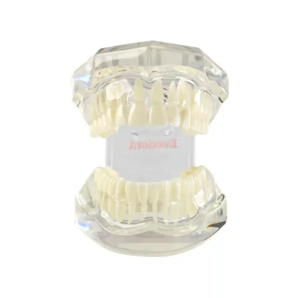 Evodent Ideal Dental Model Transparent, Blue