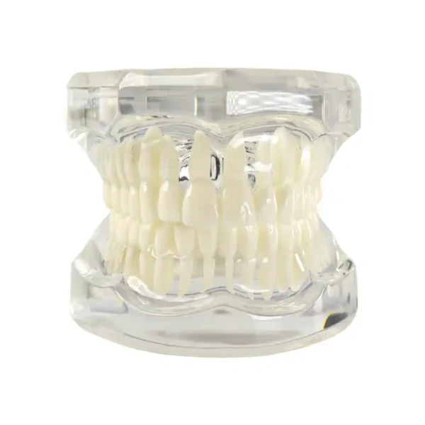 Evodent Ideal Dental Model Transparent, Blue