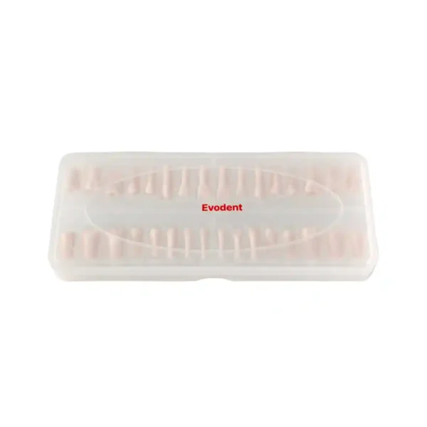 Evodent Normal Teeth for Practice, Evodent 200 PRO Series Teeth