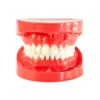 Evodent Orthodontic Model With Ceramic Bracket