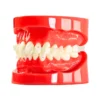 Evodent Orthodontic Model With Ceramic Bracket