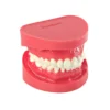 Evodent Orthodontic Model With Ceramic Bracket