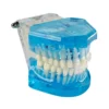 Evodent Orthodontic Model With Ceramic Bracket, Blue