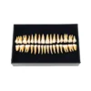 Evodent Plastic Teeth Set For Orthodontic Training