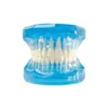 Evodent Ideal Dental Model Transparent, Blue