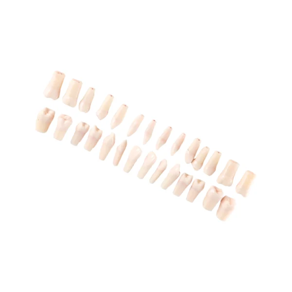 Evodent 200 CORE Root Canal Teeth