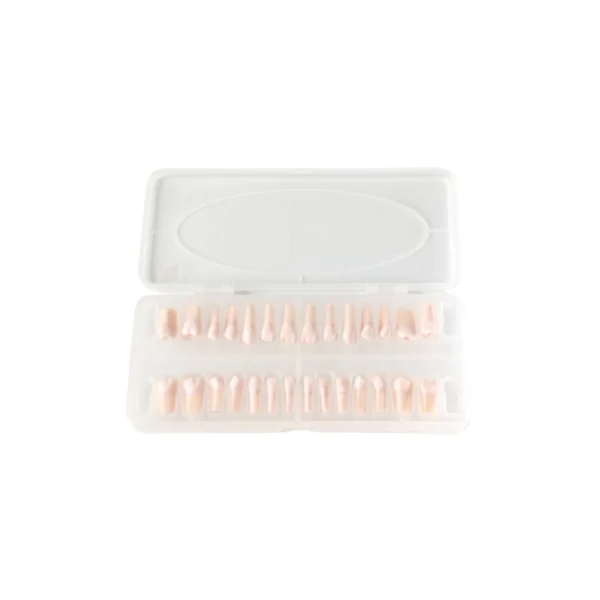 Evodent 200 CORE Root Canal Teeth