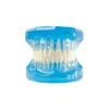 Evodent Ideal Dental Model Transparent, Blue