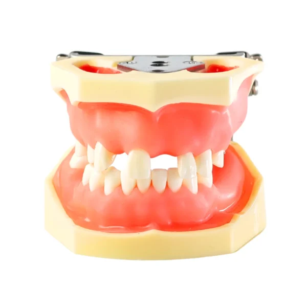 Evodent Sinus Lift with Implant Practice Model