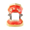 Evodent Sinus Lift With Implant Practice Model