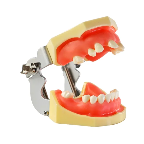 Evodent Sinus Lift with Implant Practice Model