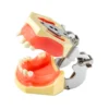 Evodent Sinus Lift With Implant Practice Model