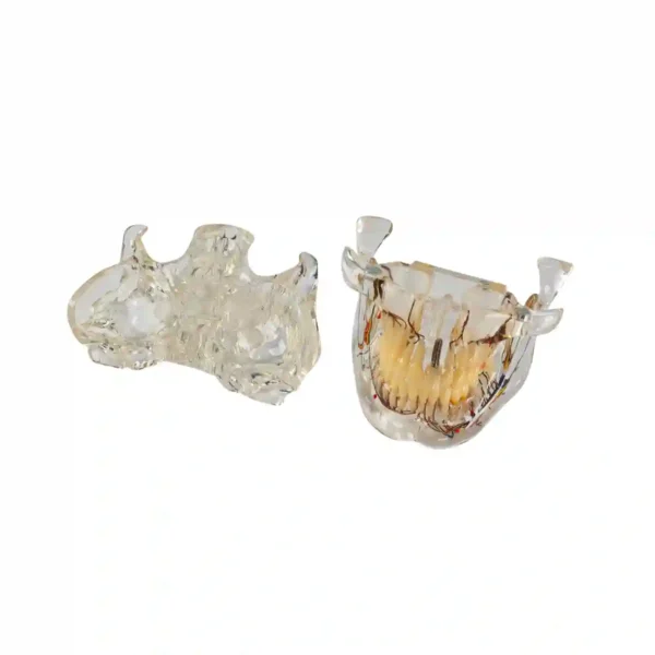 Evodent Signature Orthodontic and Osteology Model for TMJ Anatomy, Jaw Movement, Maxillofacial and Maxillary Sinus