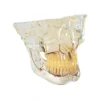 Evodent Signature Orthodontic And Osteology Model For Tmj Anatomy, Jaw Movement, Maxillofacial And Maxillary Sinus