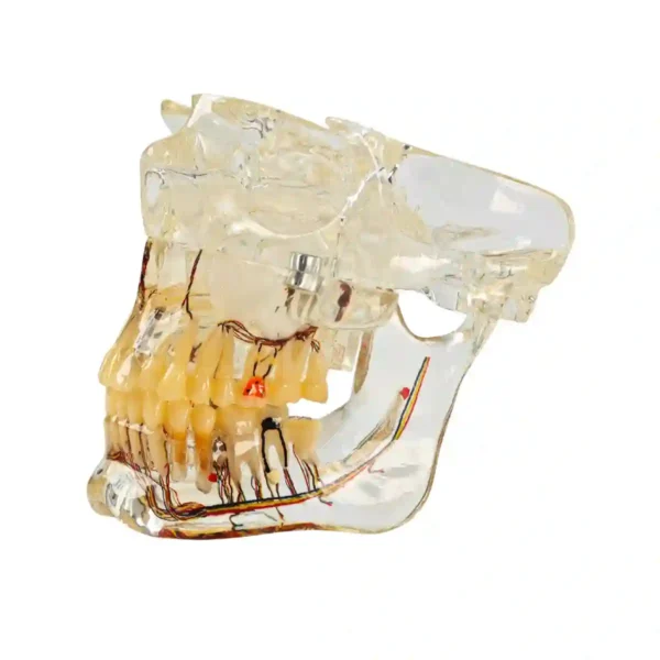 Evodent Signature Orthodontic and Osteology Model for TMJ Anatomy, Jaw Movement, Maxillofacial and Maxillary Sinus
