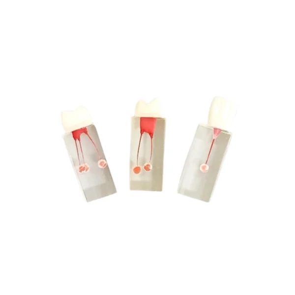 Evodent Endodontic Training Model with Crown