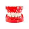Evodent 200 Pro Hg Dental Typodont Model 32 Teeth, Soft Gingiva, Nissin 200 Compatible With Fe Articulator 2 Evodent 200 Pro Hg Dental Typodont Model 32 Teeth, Soft Gingiva, Nissin 200 Compatible With Fe Articulator
