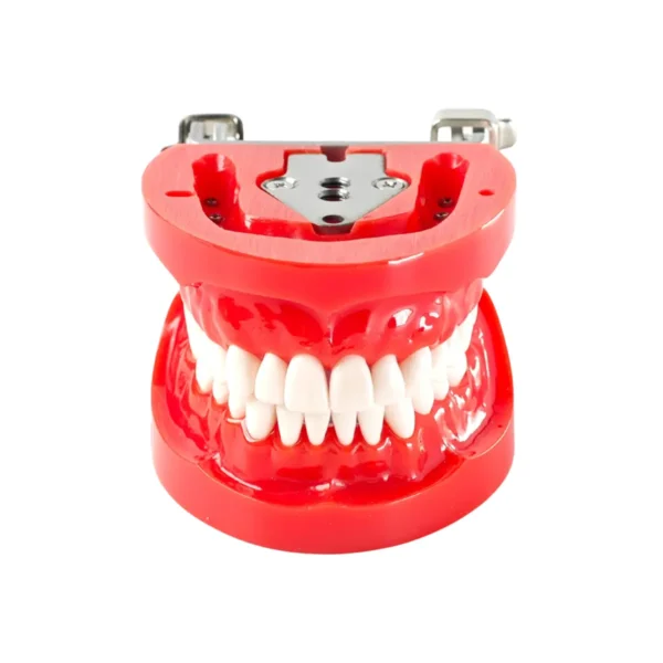 Evodent 200 PRO HG Dental Typodont Model 32 Teeth, Soft Gingiva, Nissin 200 Compatible with FE Articulator