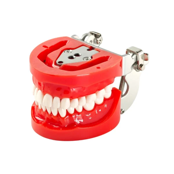 Evodent 200 PRO HG Dental Typodont Model 32 Teeth, Soft Gingiva, Nissin 200 Compatible with FE Articulator