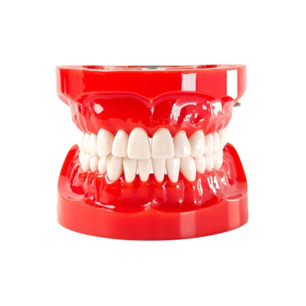 Evodent 200 PRO HG Dental Typodont Model 32 Teeth, Soft Gingiva, Nissin 200 Compatible with FE Articulator