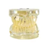 Evodent Signature Deciduous Teeth Model Clear