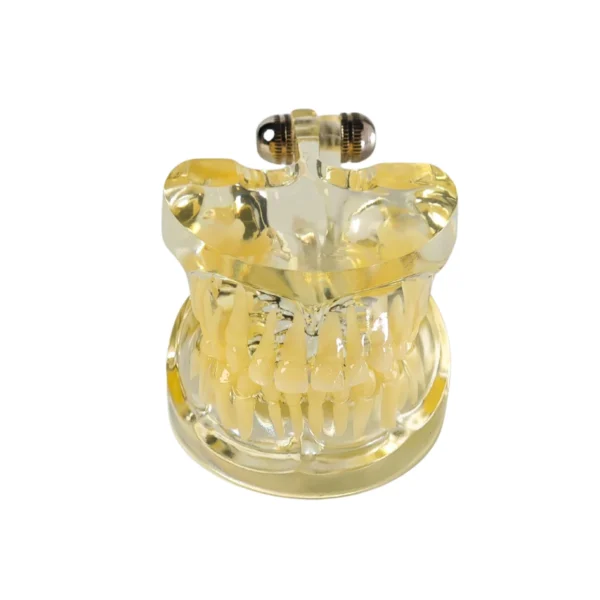 Evodent Signature Deciduous Teeth Model Clear