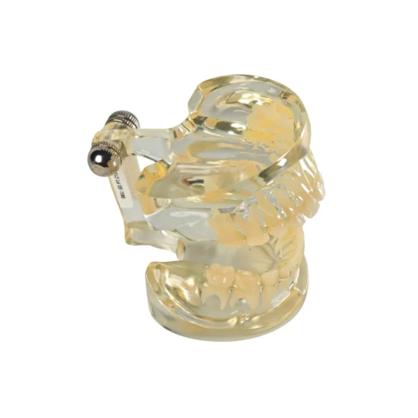 Evodent Signature Deciduous Teeth Model Clear