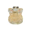 Evodent Signature Mixed Dentition Model Without Caries Clear