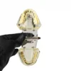 Evodent Orthodontic Model With Lingual Bracket 4 Evodent Orthodontic Model With Lingual Bracket