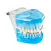 Evodent Orthodontic Model With Metal, Ceramic And Lingual Bracket Clear