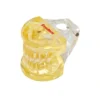 Evodent Pedodontic Model Foe 3 Year Child Showing Primary Dentition (Milk Teeth) With Early Permanent Teeth
