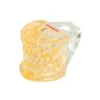 Evodent Pedodontic Model For 9 Years Child Late Mixed Dentition
